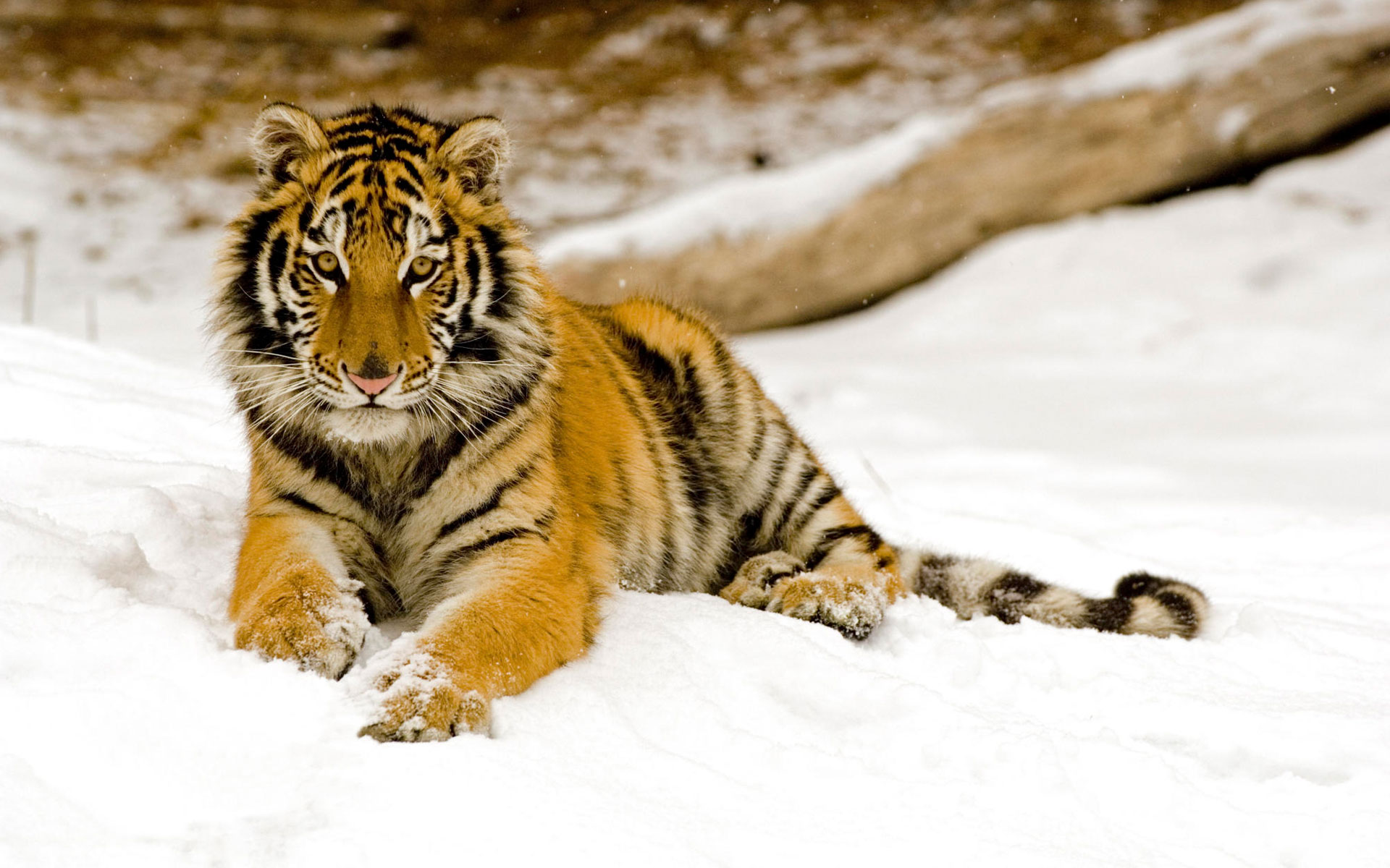 Snowy Afternoon Tiger9907111780